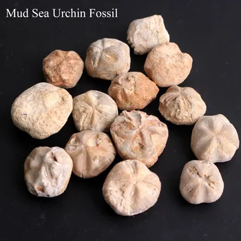 30 g/Paket Naravnih Živalskih Fosilnih Ammonite Koralni Minerali Vzorcu Lupini Zbirka Kamen Rock Mini kamen Srčkan Dekor